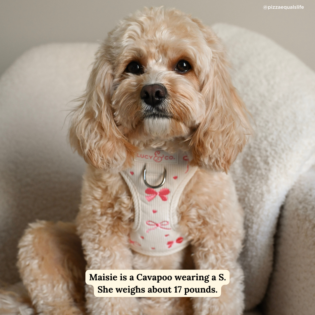 Lucy & Co. - Ever So Sweet Corduroy No-Pull Harness