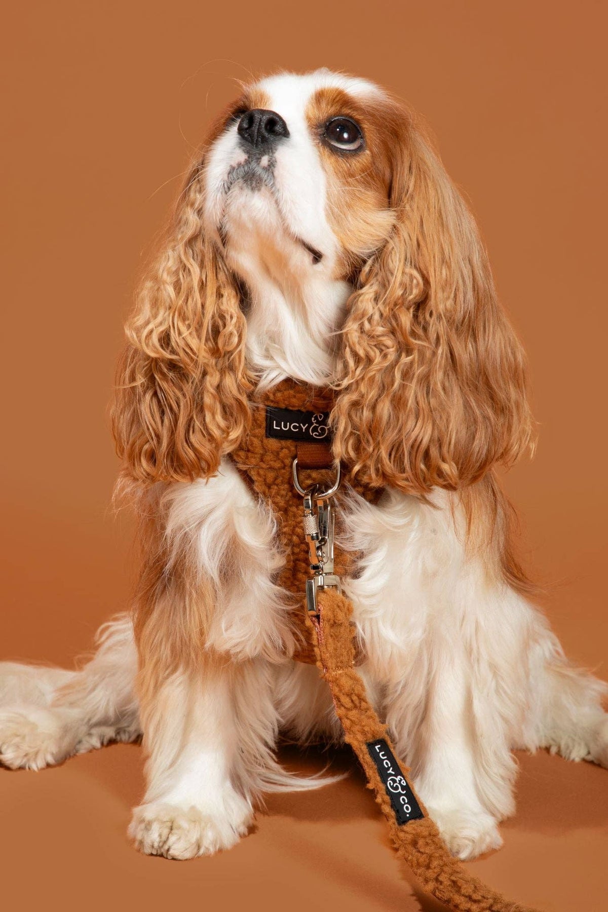 Lucy & Co. - Cinnamon Teddy Leash