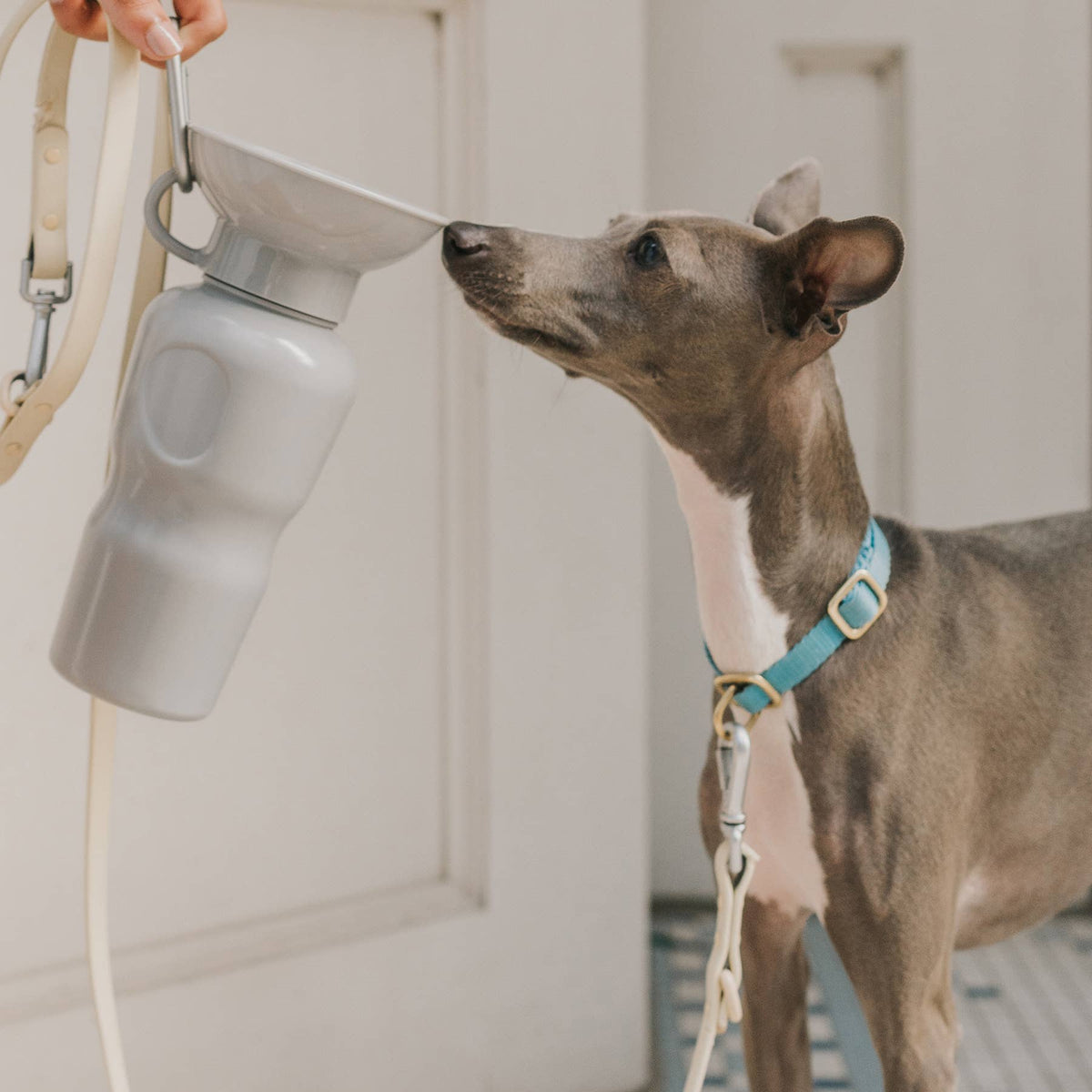 Dog Travel Water Bottle - 22oz Classic (12 Pack): Cotton Candy / 22 oz