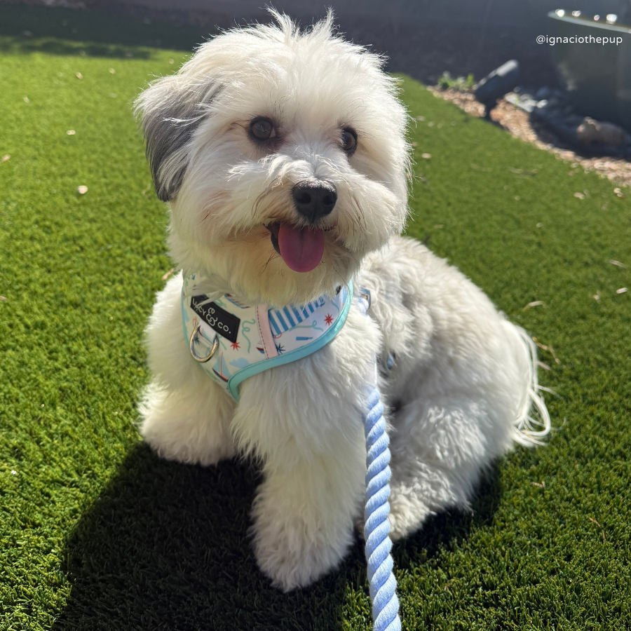 Lucy & Co. - Denim Blue Hands-Free Rope Leash