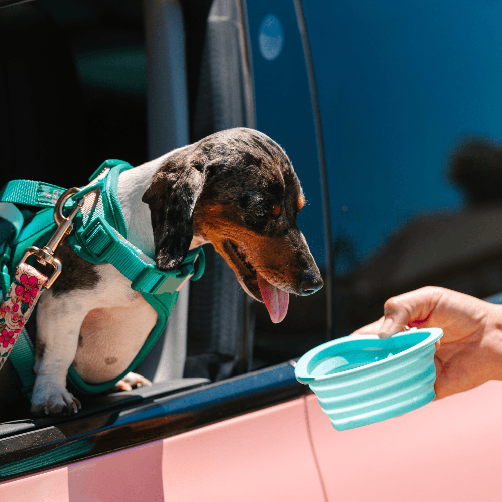 Pink Papyrus | Premium, Durable, & Stylish Dog Products - Aqua Heart Collapsible Bowl | Blue Pet Travel Bowl