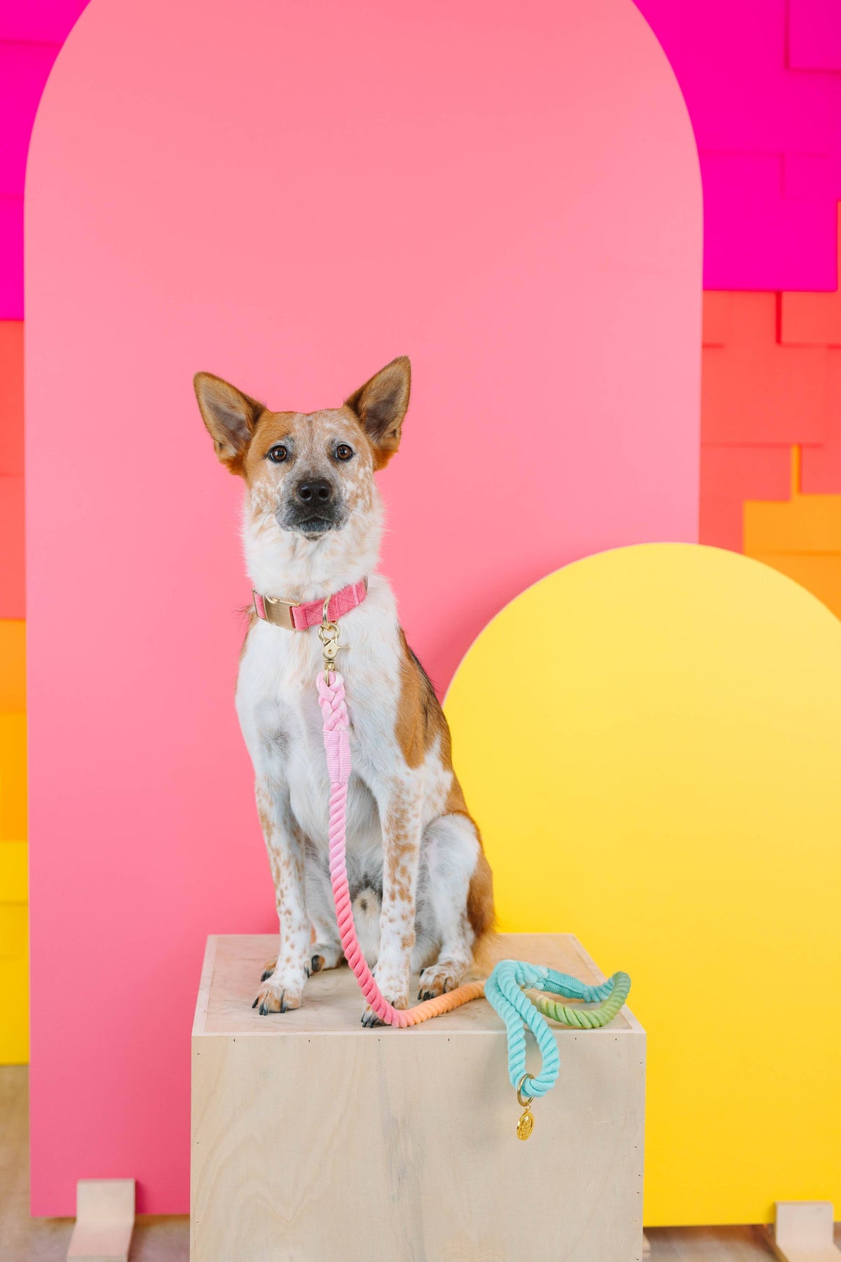 Pink Papyrus | Premium, Durable, & Stylish Dog Products - Rope Leash MEGA Bundle | Dog Leash Pack | Dog Lead Bundle