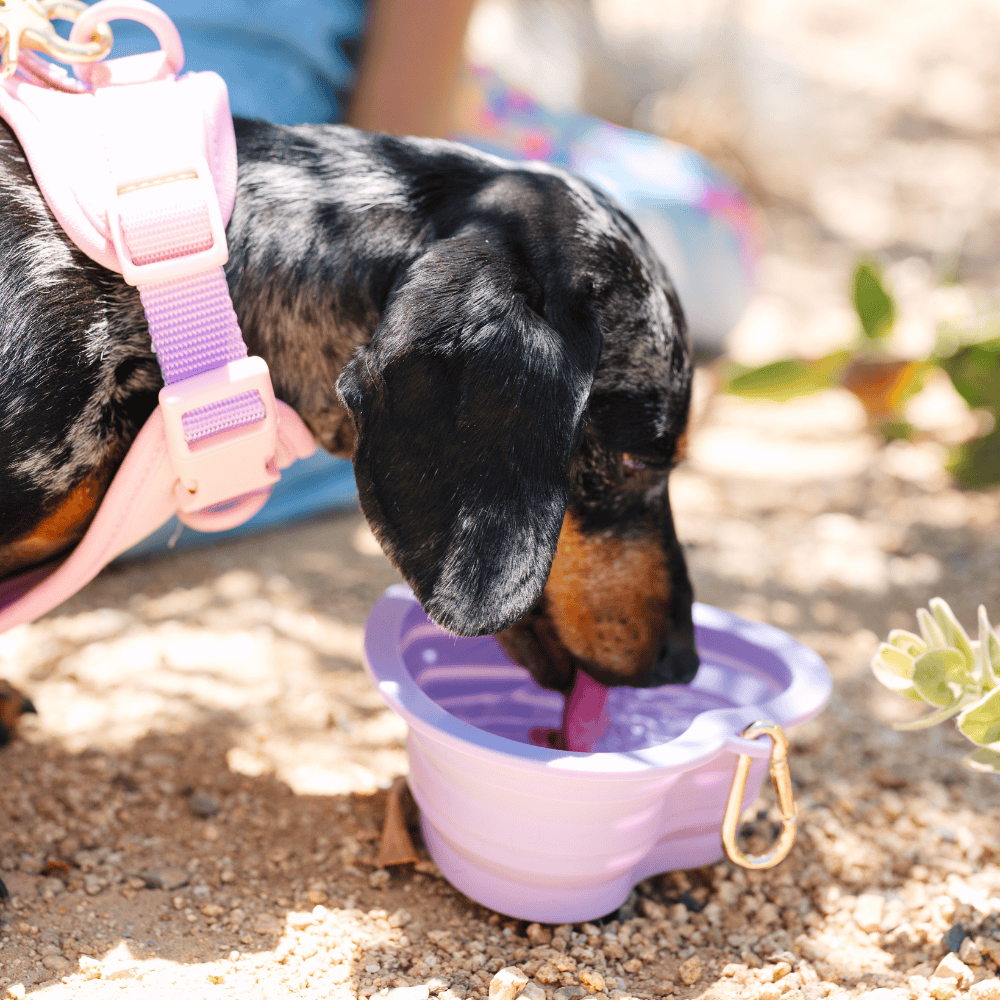 Pink Papyrus | Premium, Durable, & Stylish Dog Products - Lavender Heart Collapsible Bowl | Pet Travel Bowl