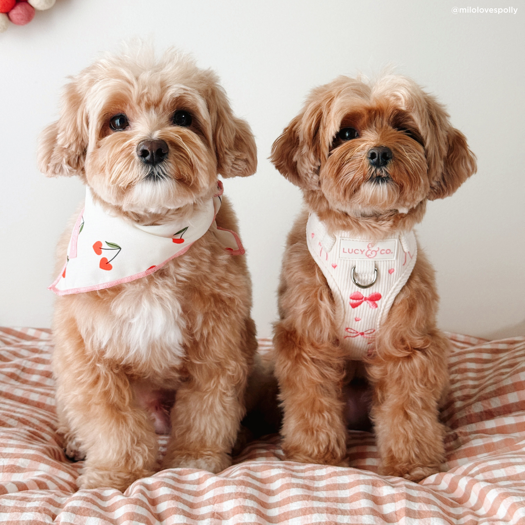 Lucy & Co. - Ever So Sweet Corduroy No-Pull Harness