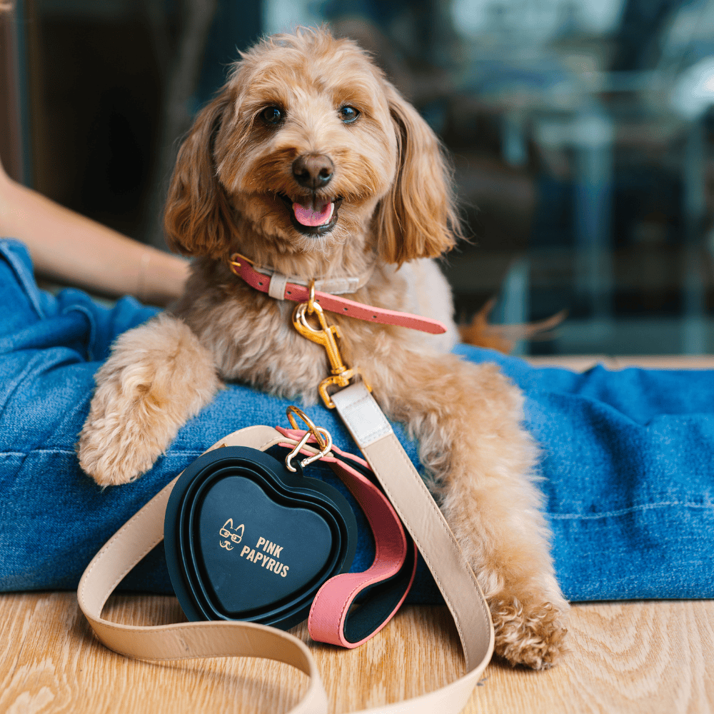 Pink Papyrus | Premium, Durable, & Stylish Dog Products - Black Heart Collapsible Bowl | Travel Pet Bowl