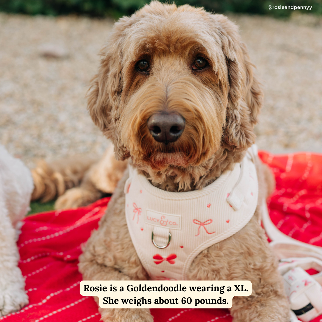 Lucy & Co. - Ever So Sweet Corduroy No-Pull Harness