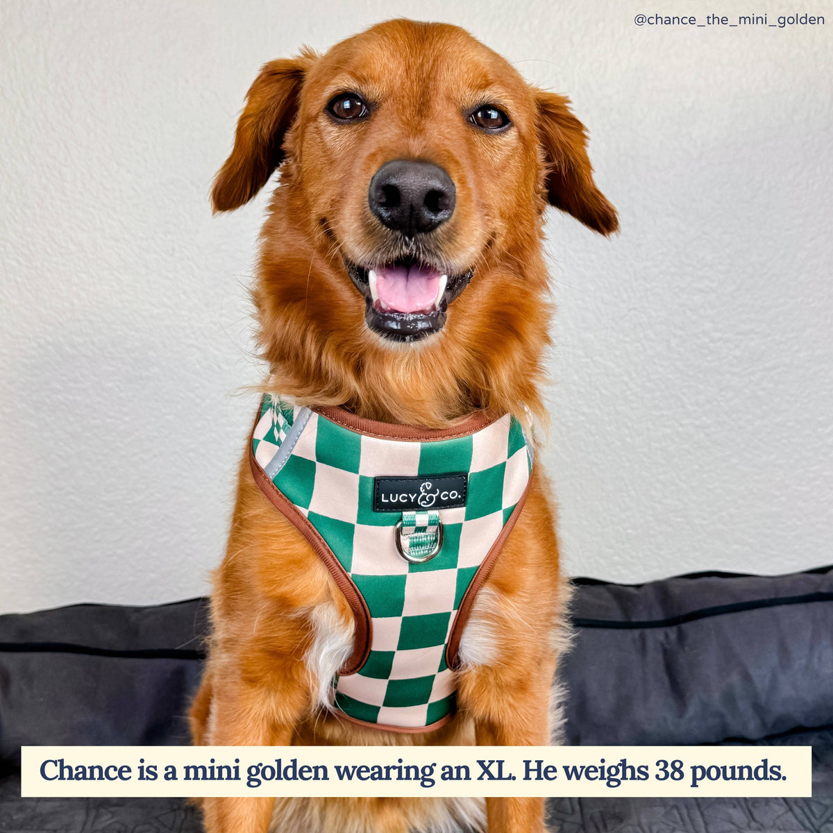Lucy & Co. - You're a Square No-Pull Harness