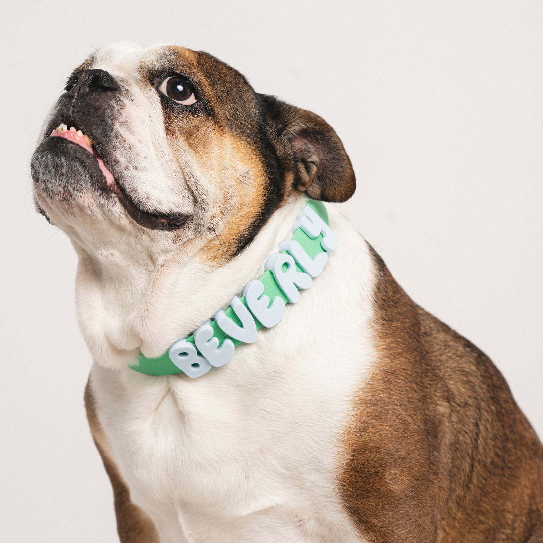 Dog Charm Bar Counter Display + Assorted Products