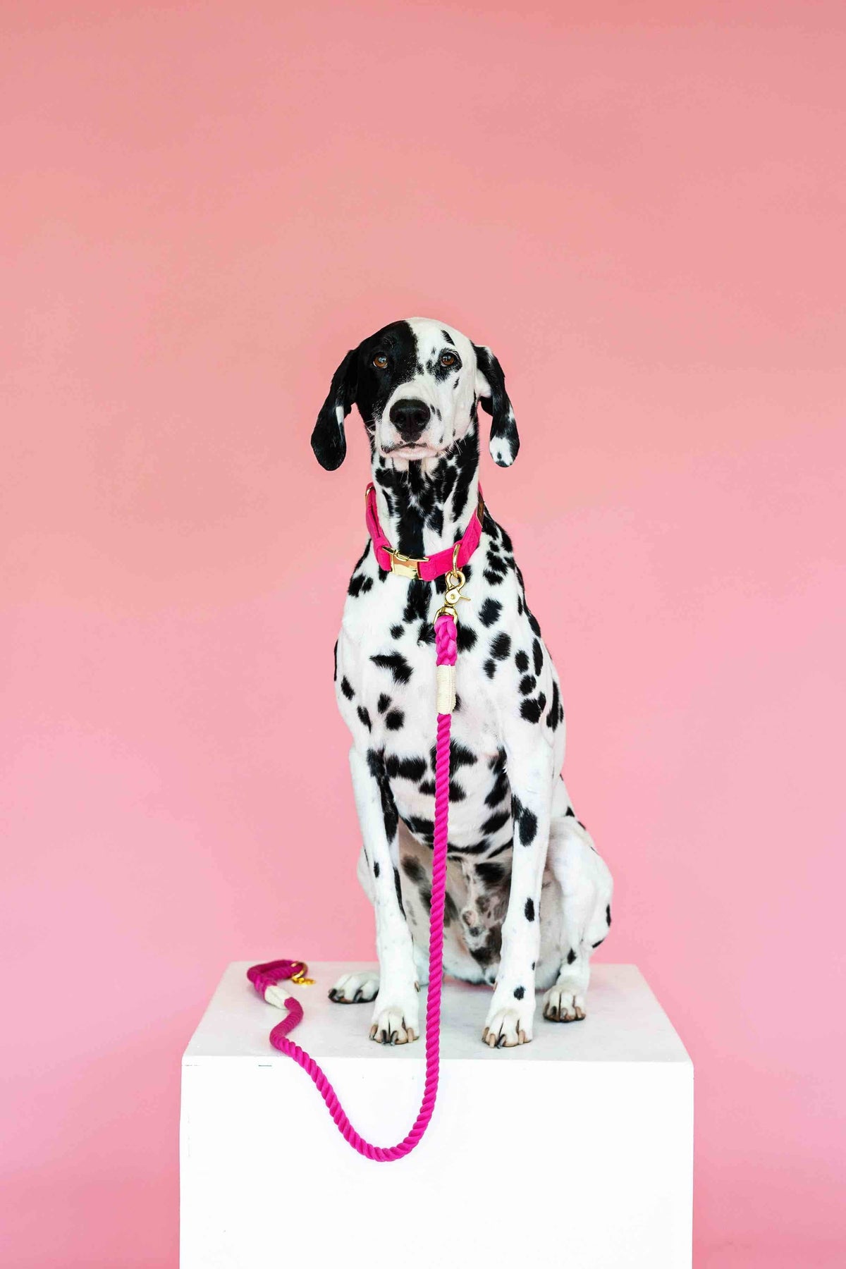 Pink Papyrus | Premium, Durable, & Stylish Dog Products - Rope Leash MEGA Bundle | Dog Leash Pack | Dog Lead Bundle