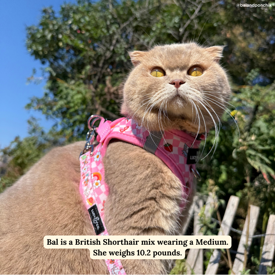 Lucy & Co. - Cutie Patootie Step-in Cat Harness