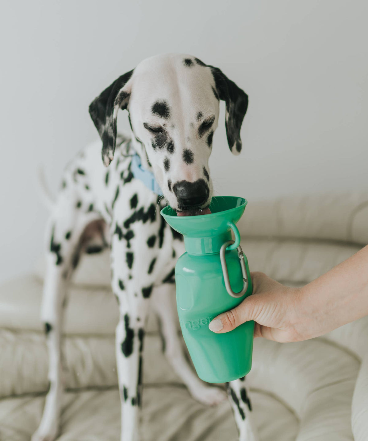 Dog Travel Water Bottle - 22oz Classic (12 Pack): Cotton Candy / 22 oz