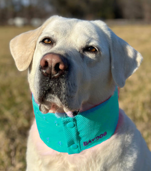 Arctic Bay Dog Cooling Collar: Sea Foam / Large