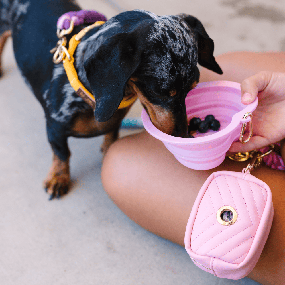 Pink Papyrus | Premium, Durable, & Stylish Dog Products - Bubblegum Heart Collapsible Bowl | Pink Travel Pet Bowl