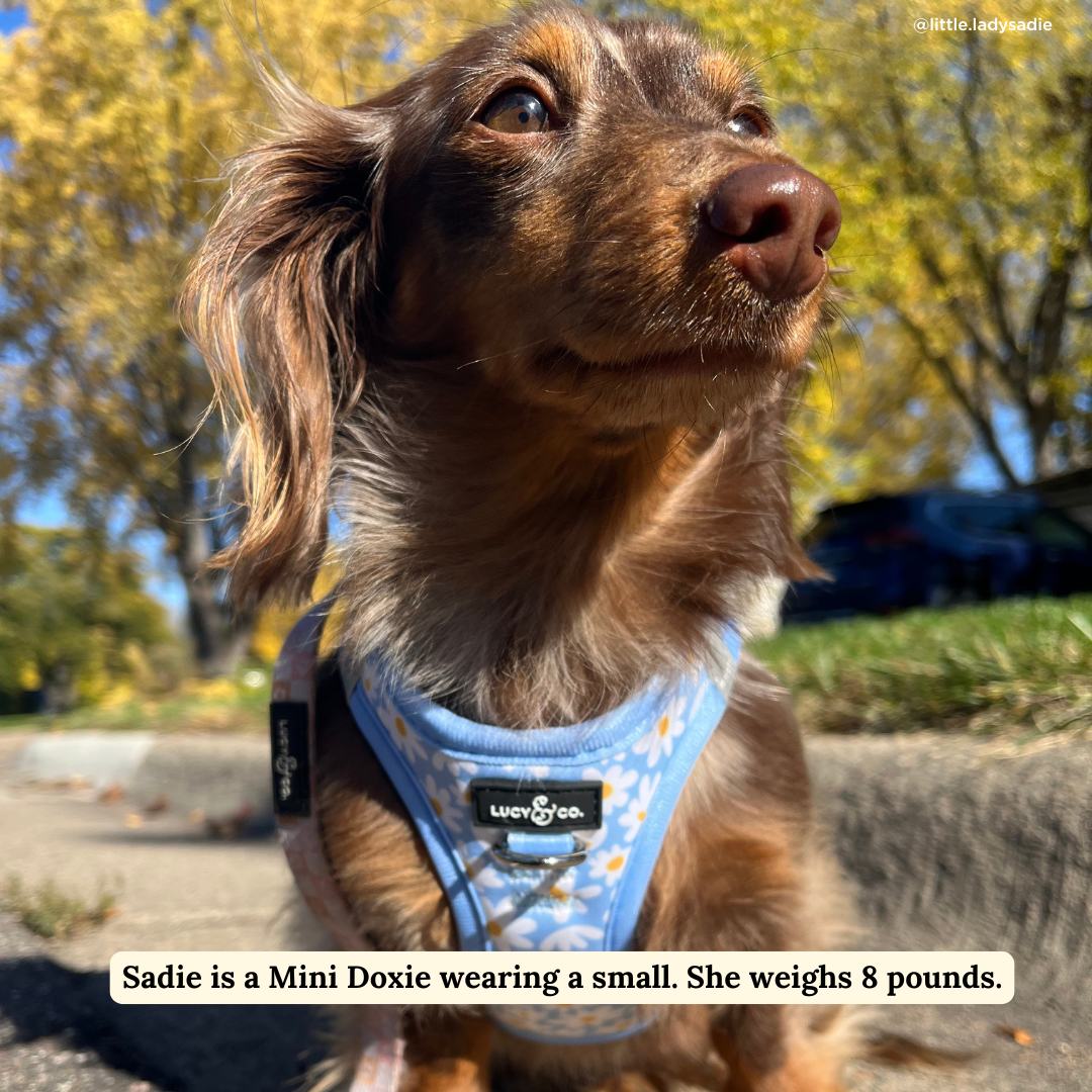 Lucy & Co. - Simply Splendid Step-in Cat Harness