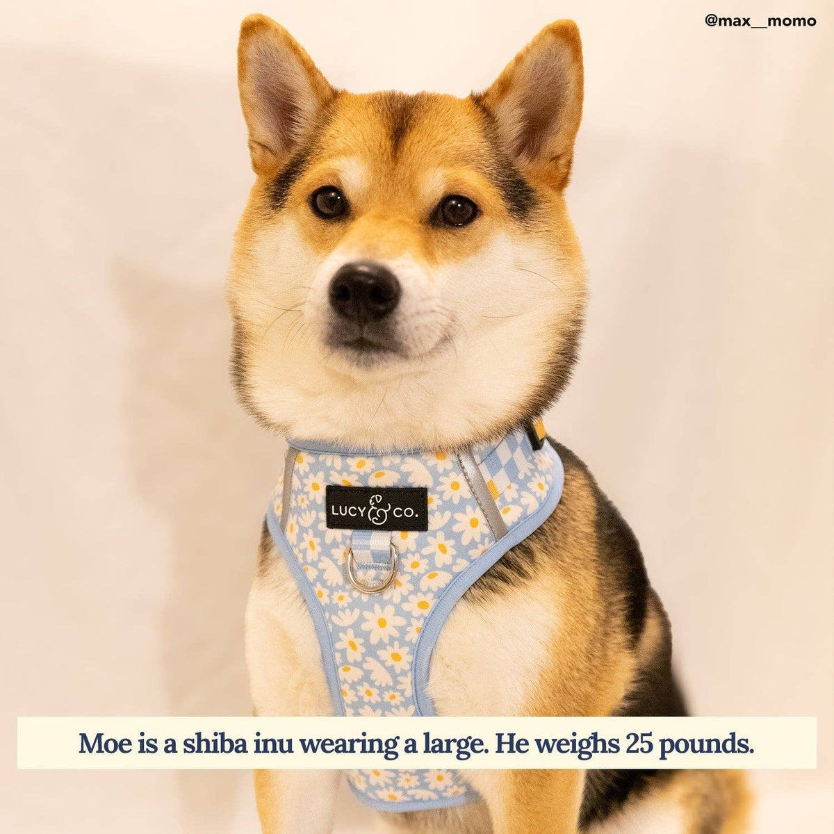 Lucy & Co. - Simply Splendid No-Pull Harness