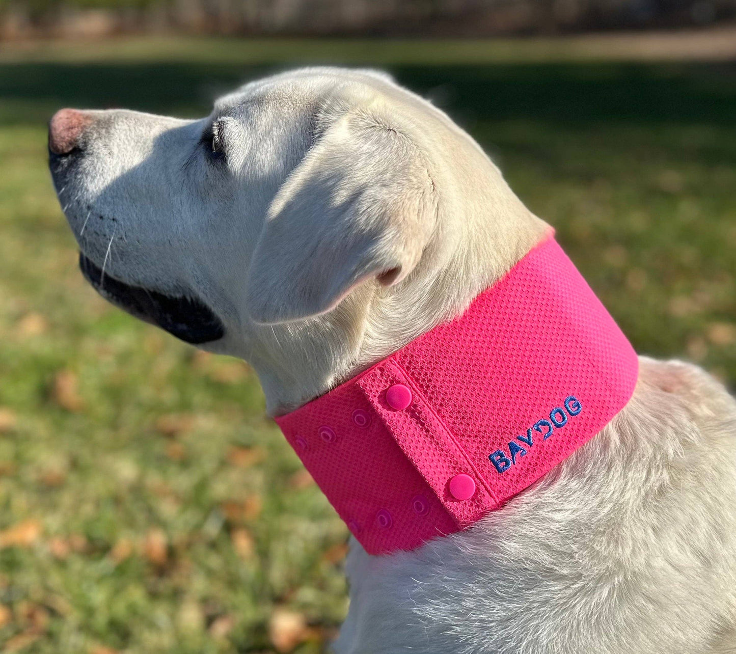 Arctic Bay Dog Cooling Collar: Sunset Pink / Large