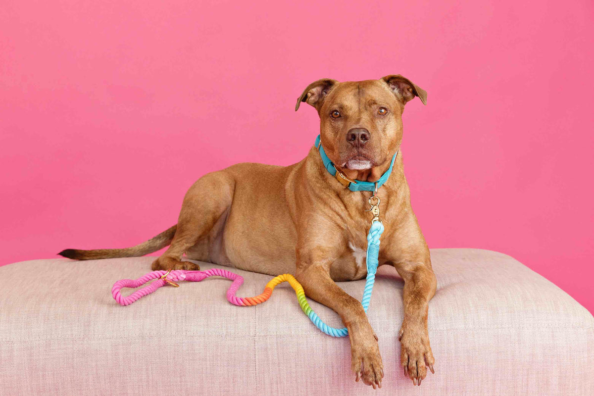 Pink Papyrus | Premium, Durable, & Stylish Dog Products - Rope Leash MEGA Bundle | Dog Leash Pack | Dog Lead Bundle