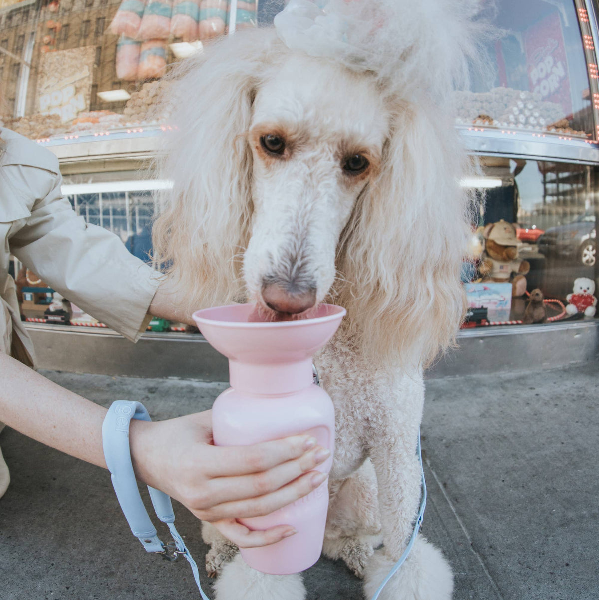 Dog Travel Water Bottle - 22oz Classic (12 Pack): Cotton Candy / 22 oz