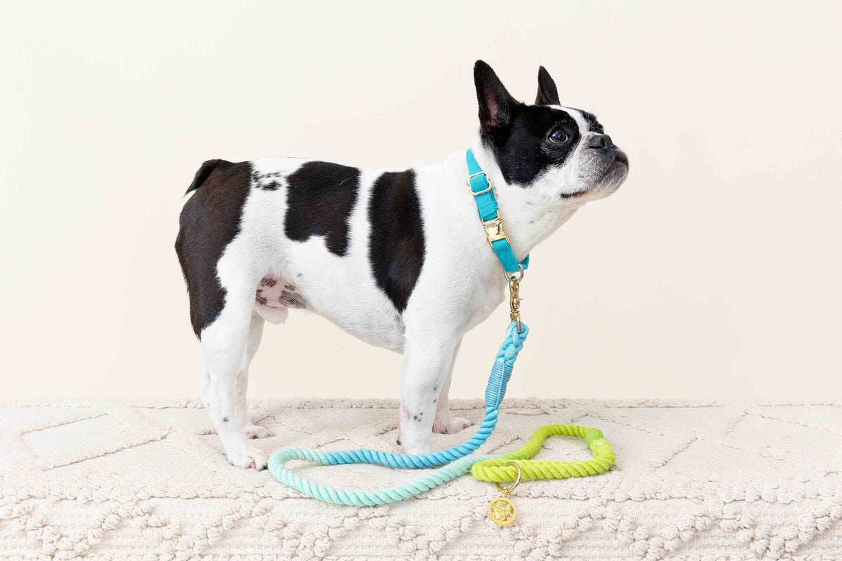 Pink Papyrus | Premium, Durable, & Stylish Dog Products - Rope Leash MEGA Bundle | Dog Leash Pack | Dog Lead Bundle