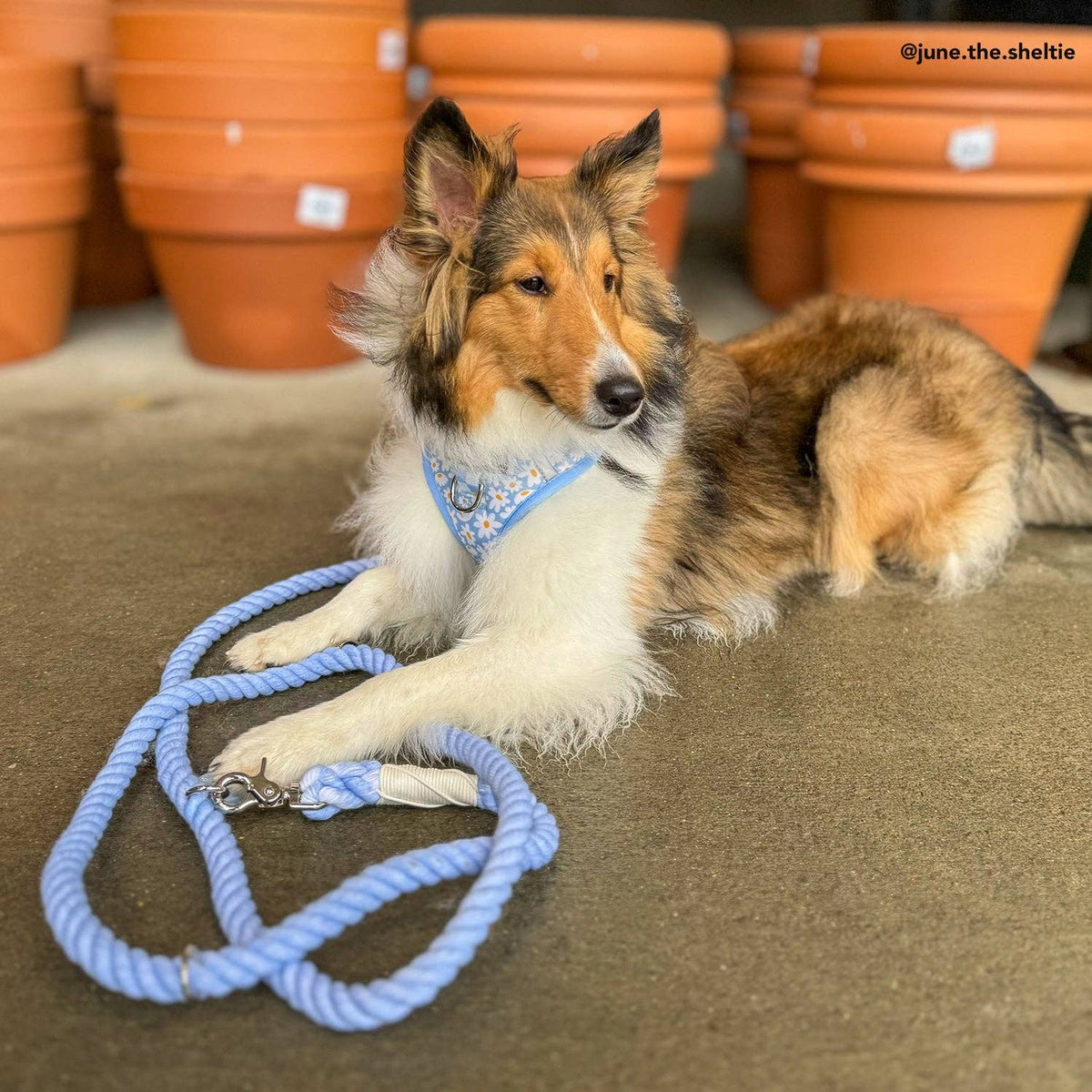 Lucy & Co. - Denim Blue Hands-Free Rope Leash