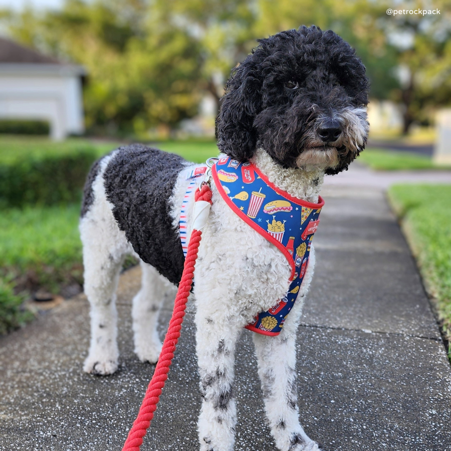 Lucy & Co. - Cherry Red Hands-Free Rope Leash