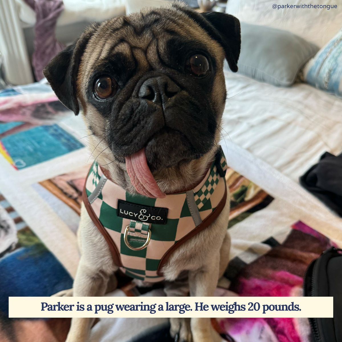Lucy & Co. - You're a Square No-Pull Harness