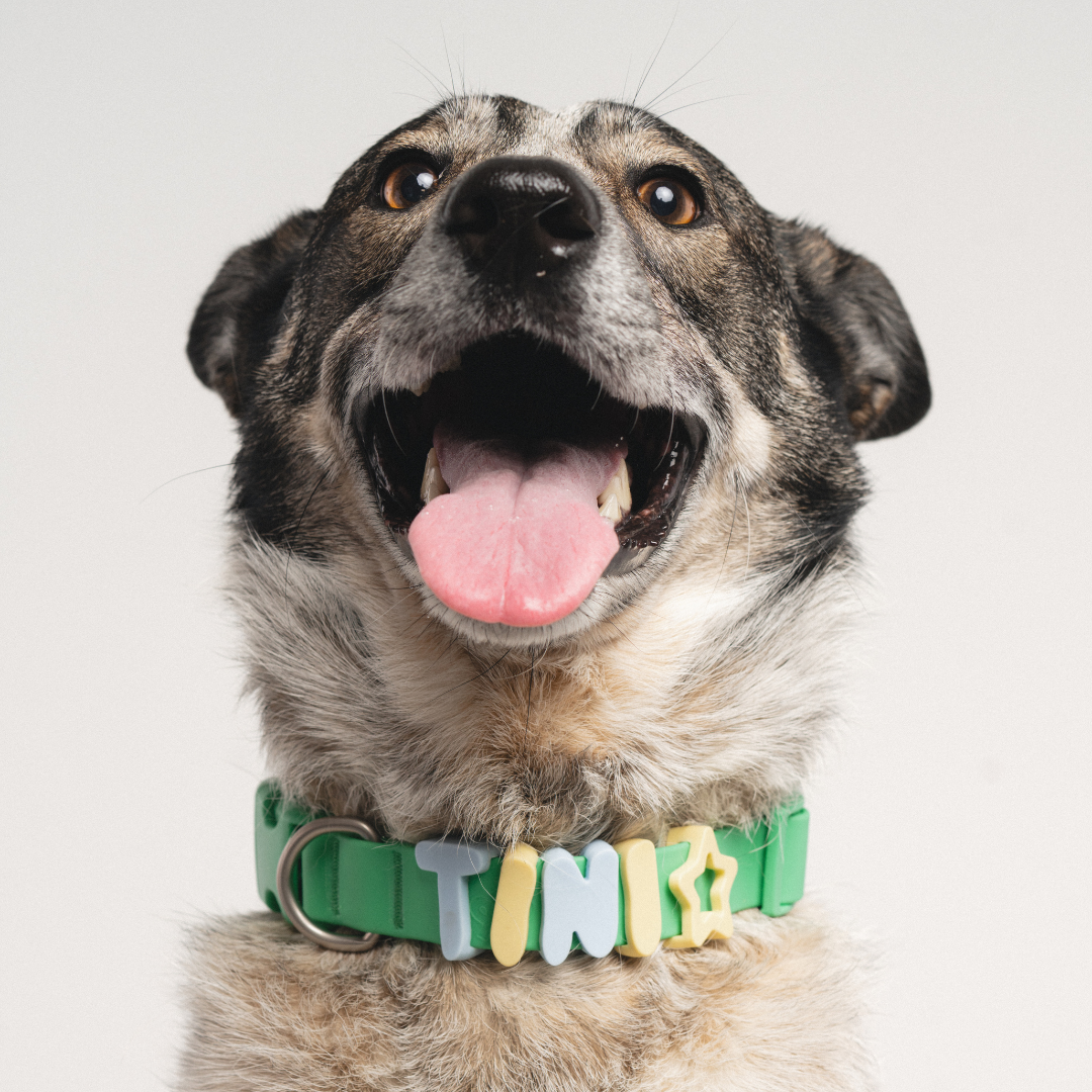 Dog Charm Bar Counter Display + Assorted Products