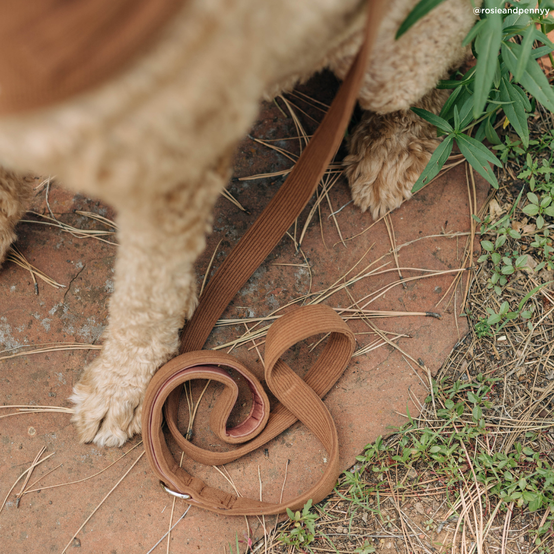 Lucy & Co. - Chocolate Meadows Corduroy Leash
