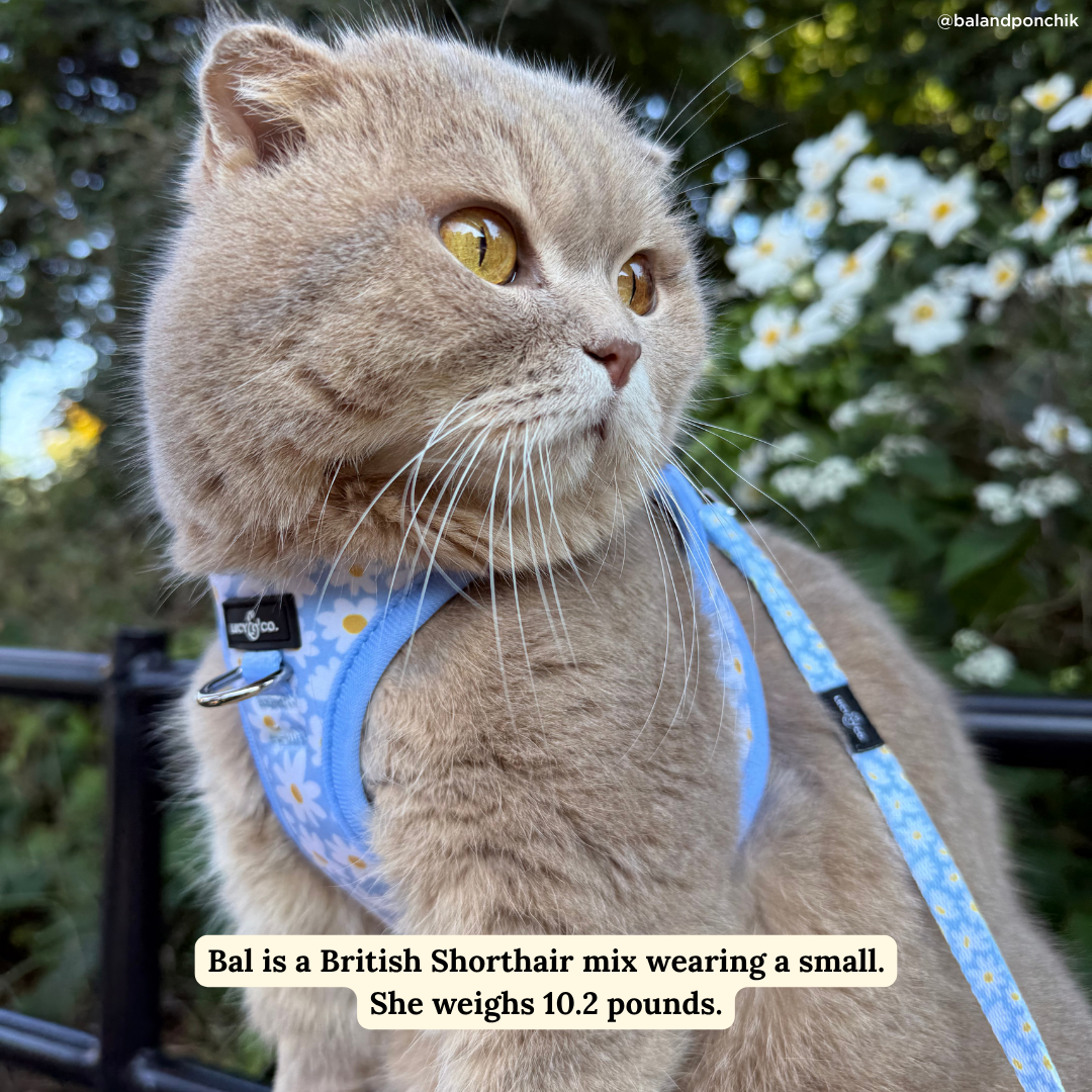 Lucy & Co. - Simply Splendid Cat Leash