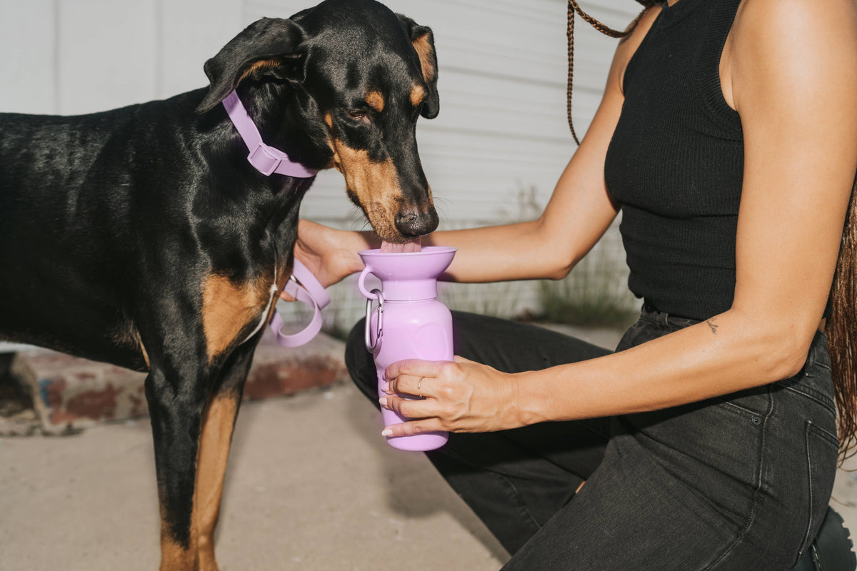 Dog Travel Water Bottle - 22oz Classic (12 Pack): Cotton Candy / 22 oz