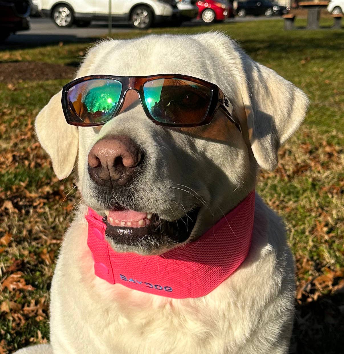 Arctic Bay Dog Cooling Collar: Sunset Pink / XX-Large