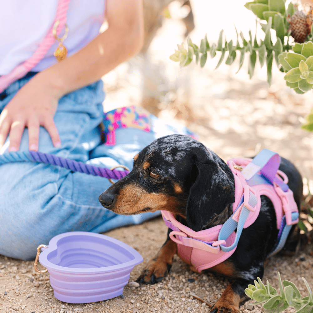 Pink Papyrus | Premium, Durable, & Stylish Dog Products - Lavender Heart Collapsible Bowl | Pet Travel Bowl