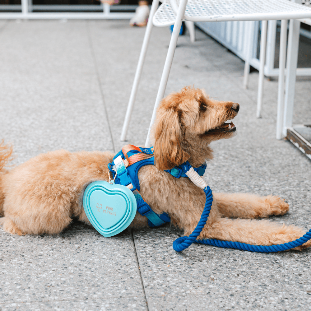 Pink Papyrus | Premium, Durable, & Stylish Dog Products - Aqua Heart Collapsible Bowl | Blue Pet Travel Bowl