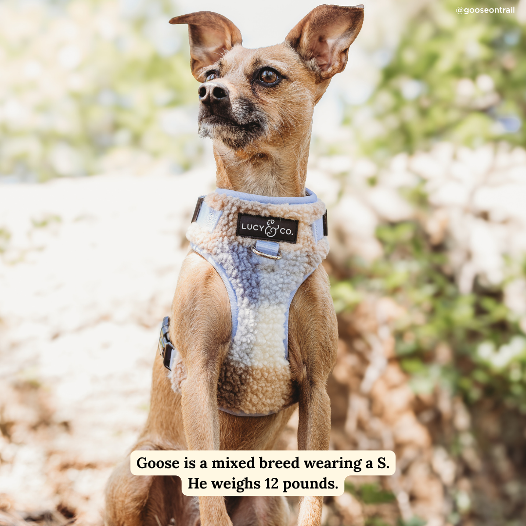 Lucy & Co. - Blue Check Fleece No-Pull Harness