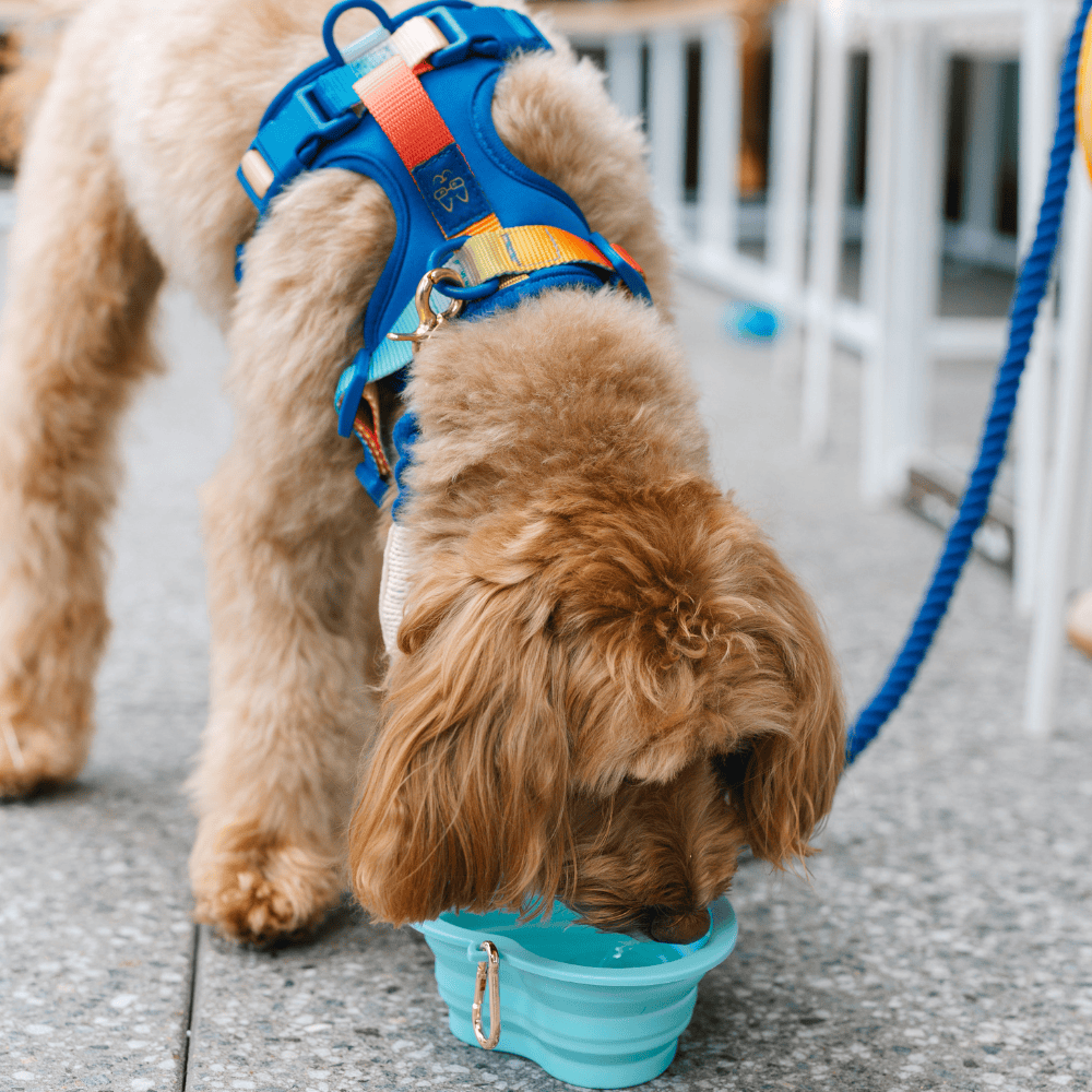 Pink Papyrus | Premium, Durable, & Stylish Dog Products - Aqua Heart Collapsible Bowl | Blue Pet Travel Bowl