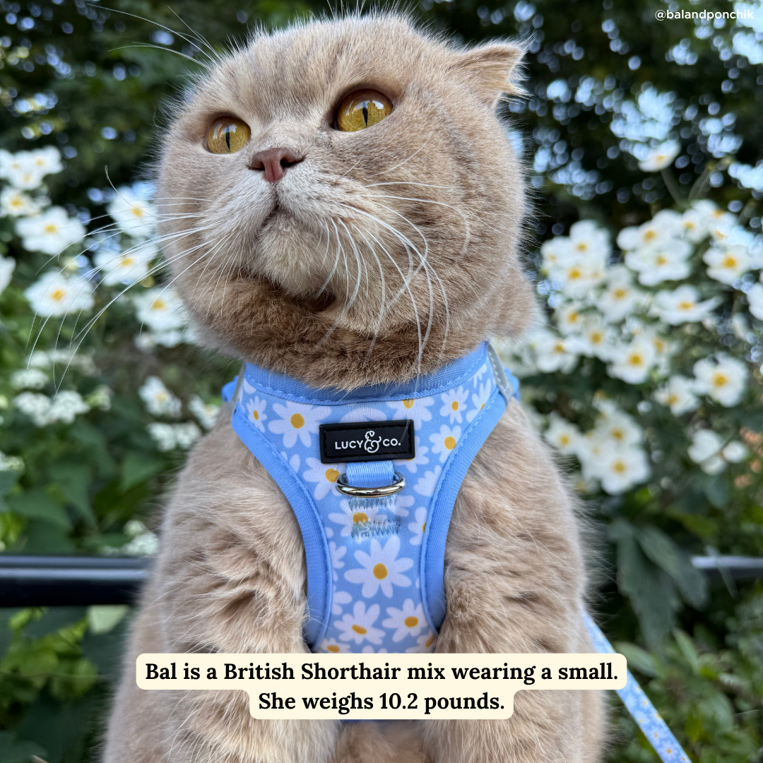 Lucy & Co. - Simply Splendid Step-in Cat Harness