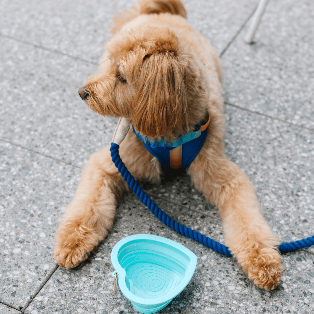 Pink Papyrus | Premium, Durable, & Stylish Dog Products - Aqua Heart Collapsible Bowl | Blue Pet Travel Bowl