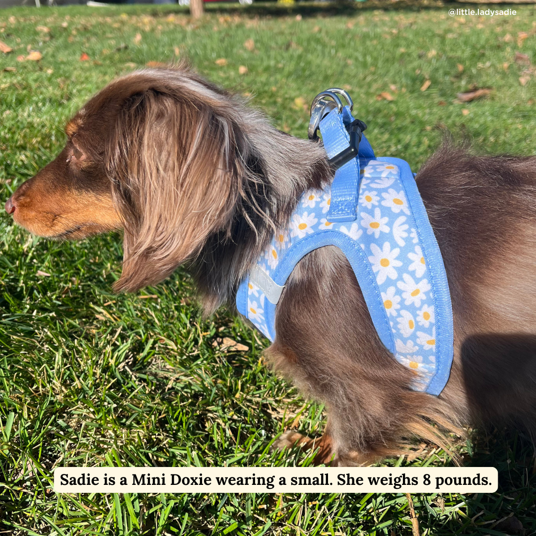 Lucy & Co. - Simply Splendid Step-in Cat Harness