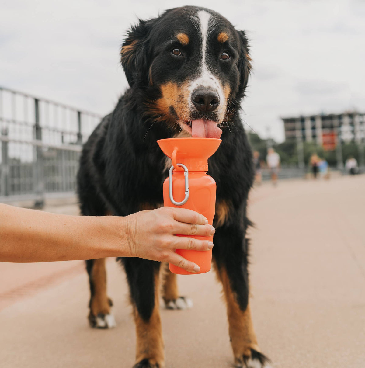 Dog Travel Water Bottle - 22oz Classic (12 Pack): Cotton Candy / 22 oz