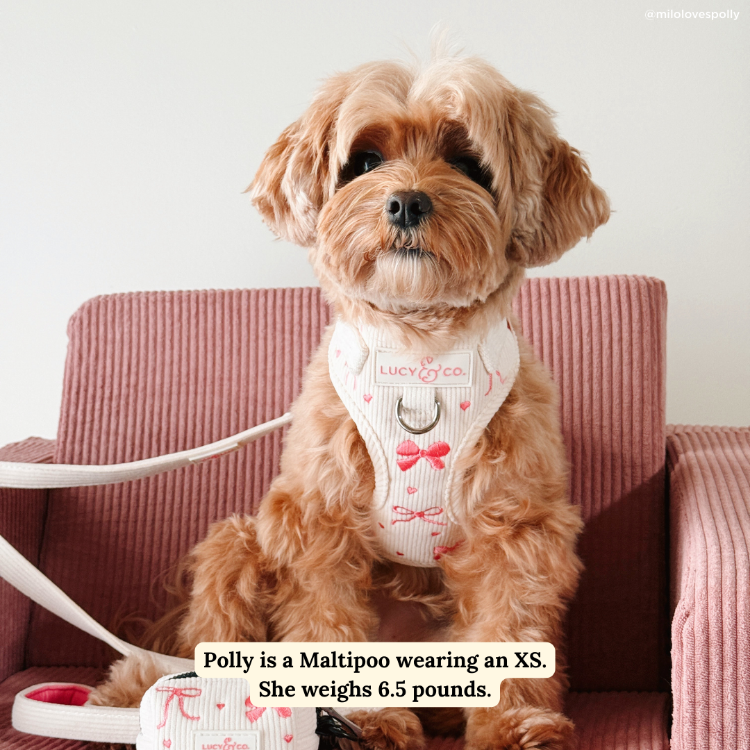 Lucy & Co. - Ever So Sweet Corduroy No-Pull Harness