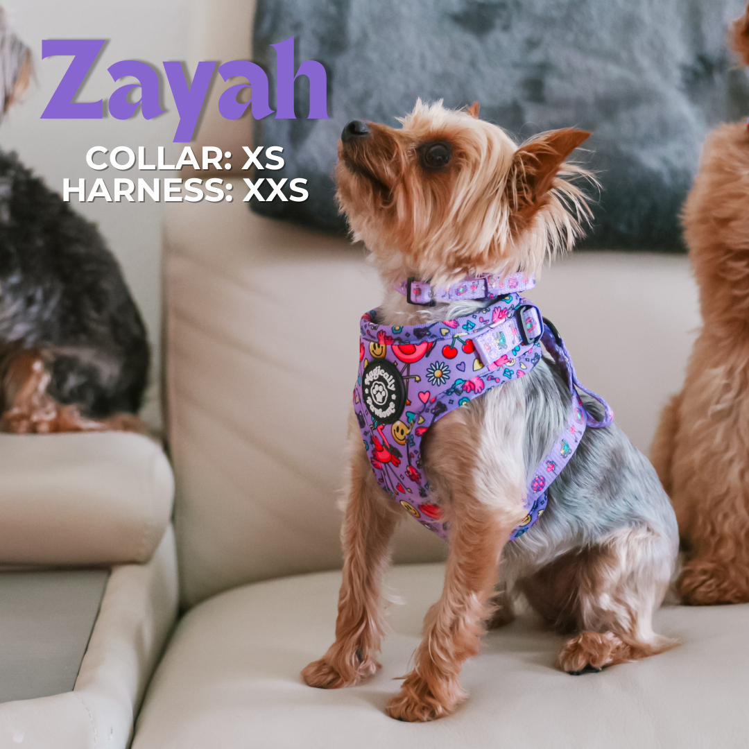 Magically Pawsome - DOG ADJUSTABLE HARNESS - I'M FLAMAZING!