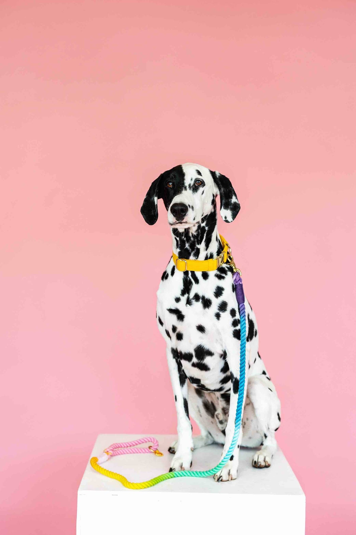 Pink Papyrus | Premium, Durable, & Stylish Dog Products - Rope Leash MEGA Bundle | Dog Leash Pack | Dog Lead Bundle
